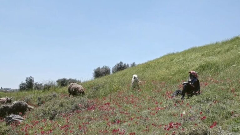 Concrete Land documentary about a Palestinian Bedouin family in Jordan