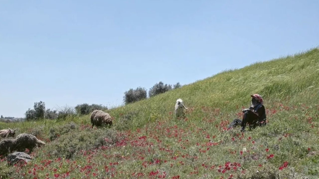 Concrete Land documentary about a Palestinian Bedouin family in Jordan
