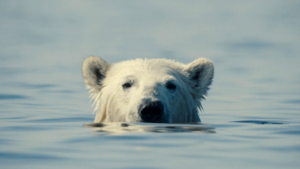 Nuisance Bear documentary about polar bears, human activity and the changing Arctic environment.